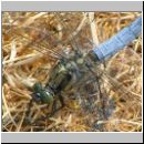 Orthetrum cancellatum - Grosser Blaupfeil m05.jpg